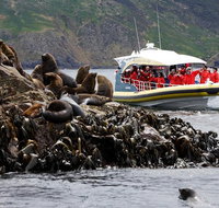 3-Hour Bruny Island Cruise from Adventure Bay - Tourism Gold Coast
