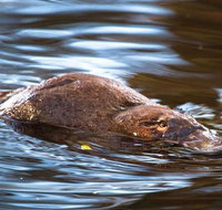 Wild-Platypus 2 hour wildlife tour - Tourism Gold Coast