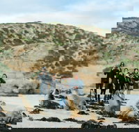 Small-Group Kangaroo Island 4WD Tour from Adelaide - Tourism Gold Coast