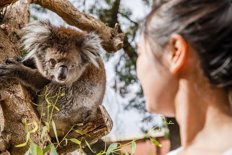 Adelaide Zoo Behind The Scenes Experience: Koala Encounter - Tourism Gold Coast 0