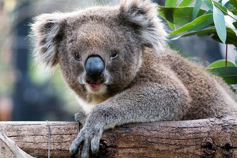 Adelaide Zoo Behind The Scenes Experience: Koala Encounter - Tourism Gold Coast 1