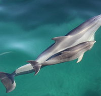 Dolphin Cruise from Adelaide with Optional Dolphin Swim - Tourism Gold Coast