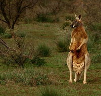 Flinders Ranges  Outback  3 Day Small Group Eco Safari - Tourism Gold Coast