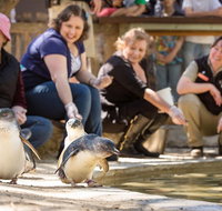 Adelaide Zoo Behind the Scenes Experience Penguins in Person - Tourism Gold Coast