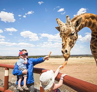 Giraffe Safari and a day at Monarto Safari Park - Tourism Gold Coast