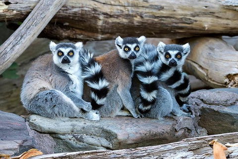 Adelaide Zoo Behind The Scenes Experience: Lemur Feeding - Tourism Gold Coast 1