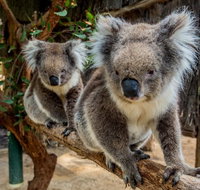 Cleland Wildlife Park Tour from Adelaide including Mount Lofty Summit - Tourism Gold Coast