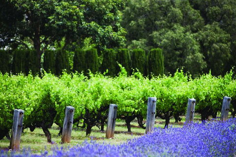 Ultimate Penfolds Magill Estate Experience - Tourism Gold Coast 4