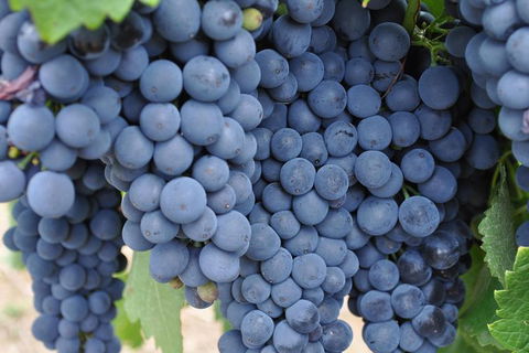 Adelaide Hills Day Tour. Winery Cellar Doors - Tourism Gold Coast 7