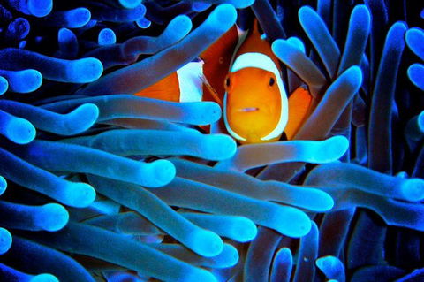 5-Day Best Of Cairns With Daintree, Kuranda, And Great Barrier Reef - Tourism Gold Coast 0
