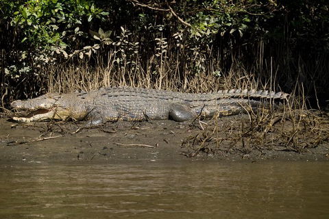 5-Day Best Of Cairns With Daintree, Kuranda, And Great Barrier Reef - Tourism Gold Coast 10