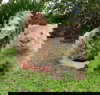 Croc Express to Australia Zoo from Brisbane - Gold Coast