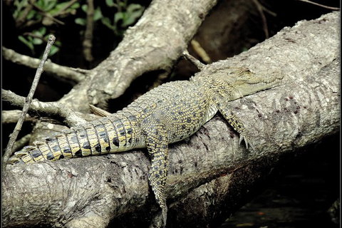 Daintree Rainforest, Cape Tribulation, Mossman Gorge In A Day - Tourism Gold Coast 4