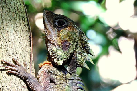 Daintree Rainforest, Cape Tribulation, Mossman Gorge In A Day - Tourism Gold Coast 8