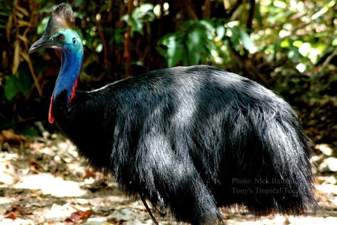 Daintree Rainforest, Cape Tribulation, Mossman Gorge In A Day - Tourism Gold Coast 3