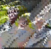 Koala Cuddle Adventure Croc 2 - Gold Coast