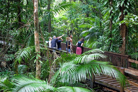 Full Day Daintree Rainforest And Mossman Gorge Tour - Tourism Gold Coast 0