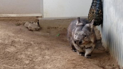 Lone Pine Koala Sanctuary Day Pass - Gold Coast 7