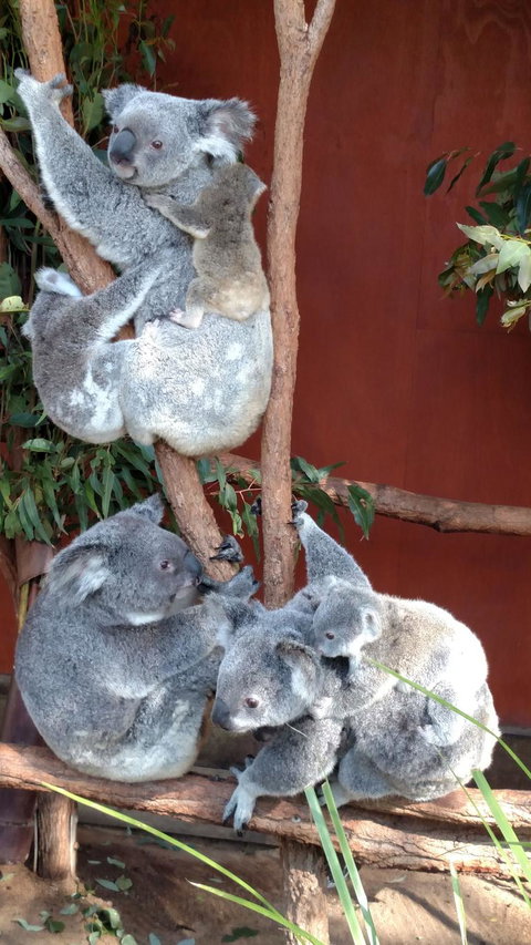 Lone Pine Koala Sanctuary Day Pass - Gold Coast 2