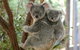 Lone Pine Koala Sanctuary Day Pass - thumb 0