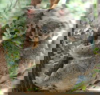 Lone Pine Koala Sanctuary Day Pass - Gold Coast