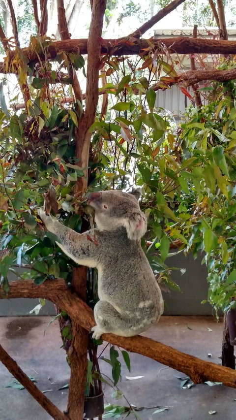 Lone Pine Koala Sanctuary Day Pass - Gold Coast 5