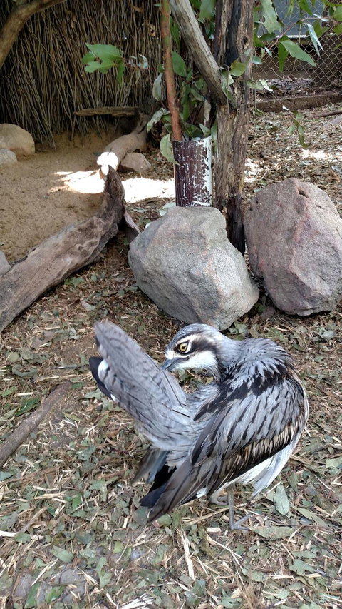 Lone Pine Koala Sanctuary Day Pass - Gold Coast 6