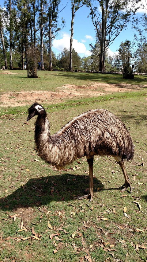 Lone Pine Koala Sanctuary Day Pass - Gold Coast 8