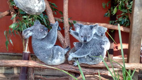 Lone Pine Koala Sanctuary Day Pass - Gold Coast 3
