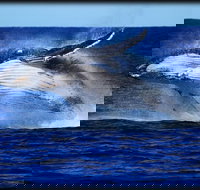 Whale Watching Cruise from Redcliffe Brisbane or the Sunshine Coast - Gold Coast