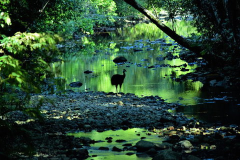 Daintree - Cape Tribulation & Atherton Tablelands Tours From Port Douglas - Tourism Gold Coast 1