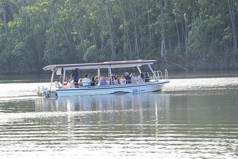 Daintree - Cape Tribulation & Atherton Tablelands Tours From Port Douglas - Tourism Gold Coast 16