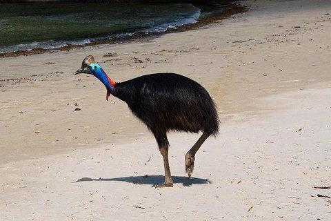 Daintree - Cape Tribulation & Atherton Tablelands Tours From Port Douglas - Tourism Gold Coast 17