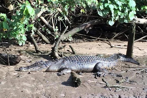 Daintree - Cape Tribulation & Atherton Tablelands Tours From Port Douglas - Tourism Gold Coast 24