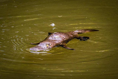 Daintree - Cape Tribulation & Atherton Tablelands Tours From Port Douglas - Tourism Gold Coast 27