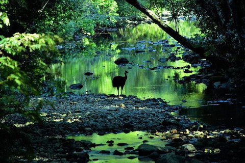 Daintree - Cape Tribulation & Atherton Tablelands Tours From Port Douglas - Tourism Gold Coast 26