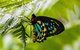 Daintree - Cape Tribulation & Atherton Tablelands Tours From Port Douglas - thumb 19