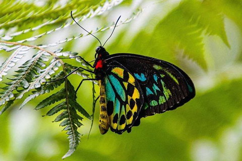 Daintree - Cape Tribulation & Atherton Tablelands Tours From Port Douglas - Tourism Gold Coast 19
