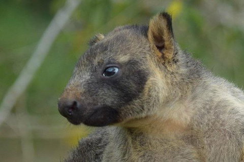 Daintree - Cape Tribulation & Atherton Tablelands Tours From Port Douglas - Tourism Gold Coast 8