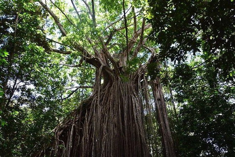 Daintree - Cape Tribulation & Atherton Tablelands Tours From Port Douglas - Tourism Gold Coast 20