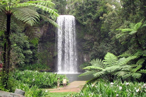 Daintree - Cape Tribulation & Atherton Tablelands Tours From Port Douglas - Tourism Gold Coast 12