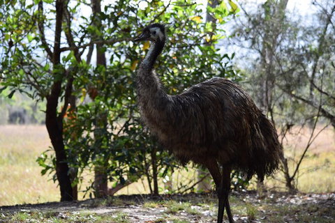 Daintree - Cape Tribulation & Atherton Tablelands Tours From Port Douglas - Tourism Gold Coast 29