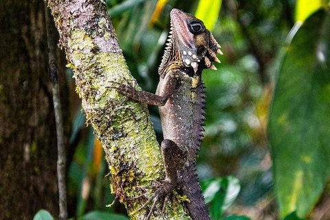 Daintree - Cape Tribulation & Atherton Tablelands Tours From Port Douglas - Tourism Gold Coast 7