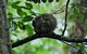 Daintree - Cape Tribulation & Atherton Tablelands Tours From Port Douglas - thumb 11