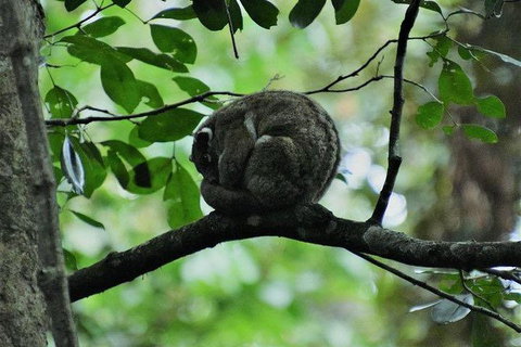 Daintree - Cape Tribulation & Atherton Tablelands Tours From Port Douglas - Tourism Gold Coast 11