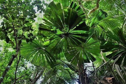 Daintree - Cape Tribulation & Atherton Tablelands Tours From Port Douglas - Tourism Gold Coast 22