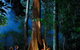 Daintree Rainforest Night Walk From Cape Tribulation - thumb 1