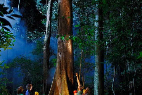 Daintree Rainforest Night Walk From Cape Tribulation - Tourism Gold Coast 1