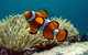 Cairns Reef And Rainforest Combo: Daintree Rainforest And The Great Barrier Reef - thumb 1