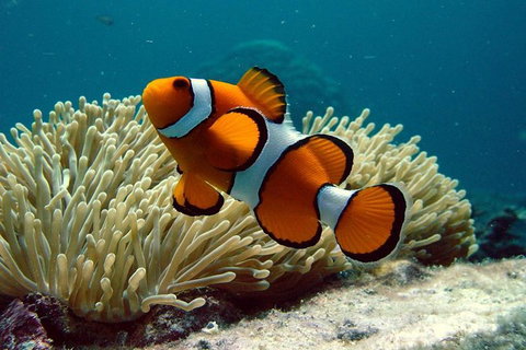 Cairns Reef And Rainforest Combo: Daintree Rainforest And The Great Barrier Reef - Tourism Gold Coast 1